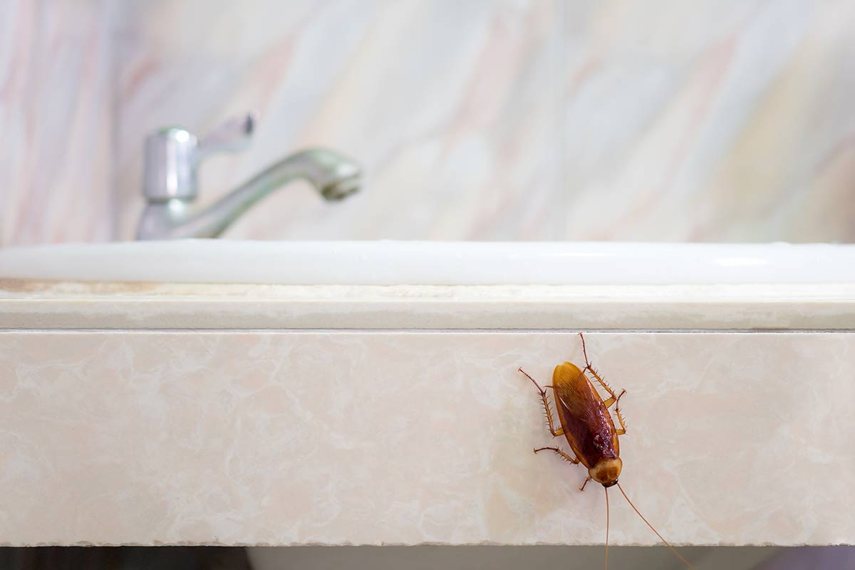 Cockroach climbing down a bathroom vanity cabinet