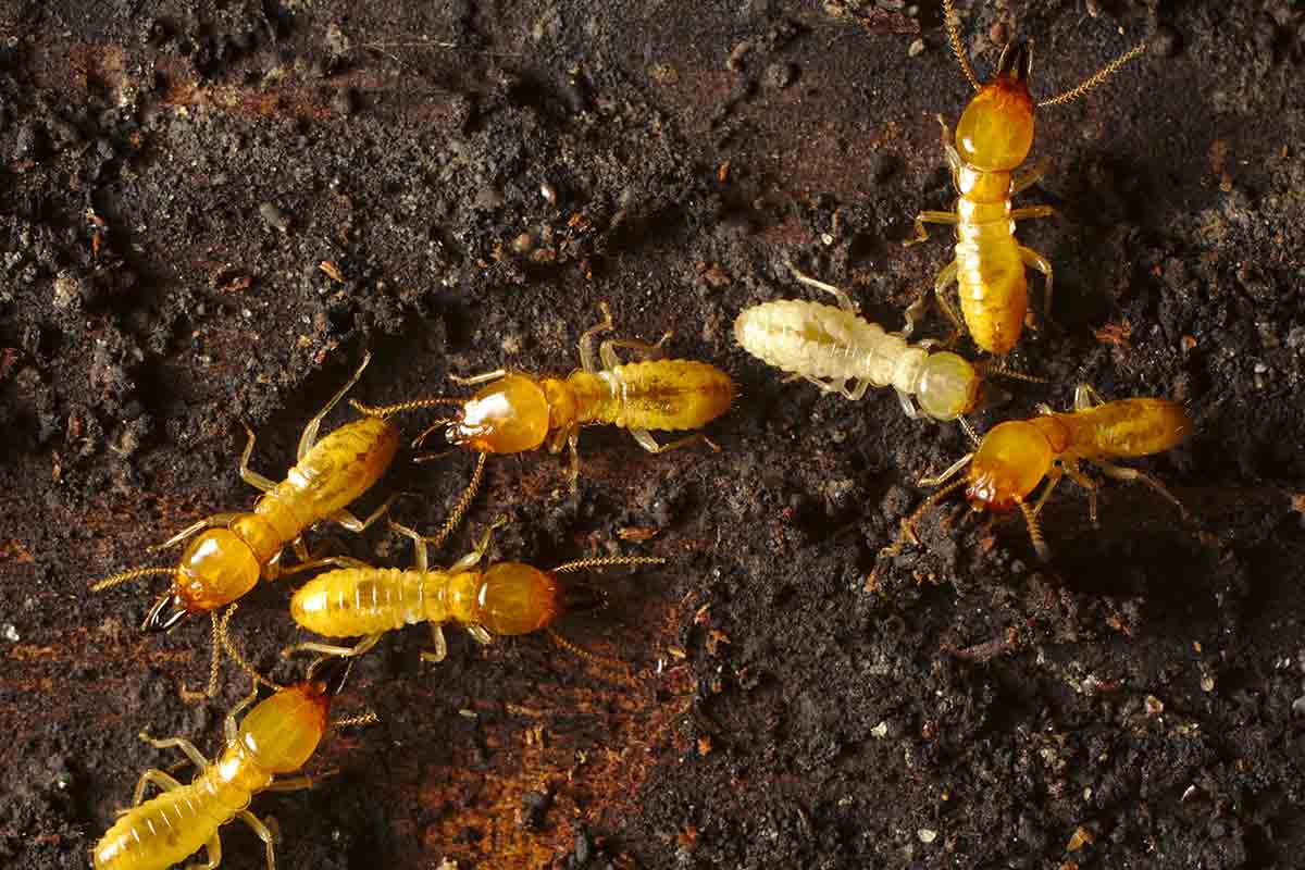 Close-up image of Formosan termites