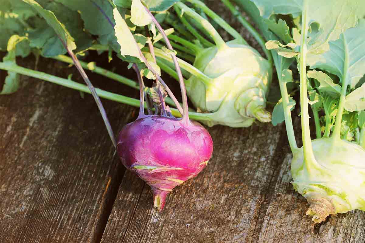 harvested kohlrabi plants