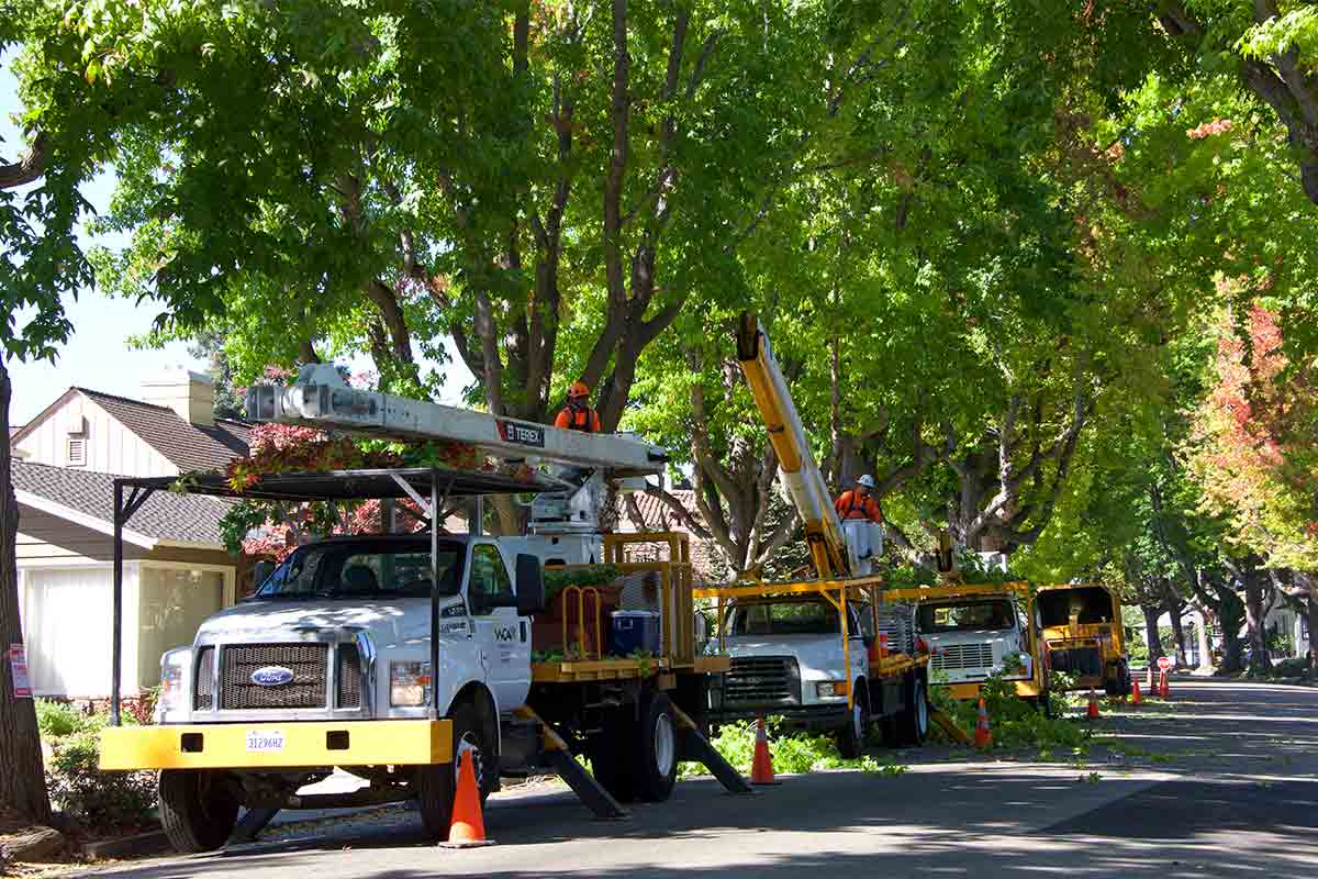 Tree Surgeon Near Me