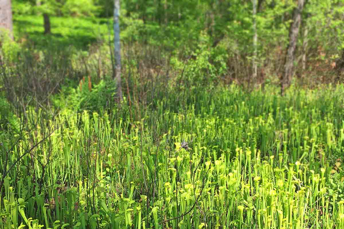 grove of pitcher plants