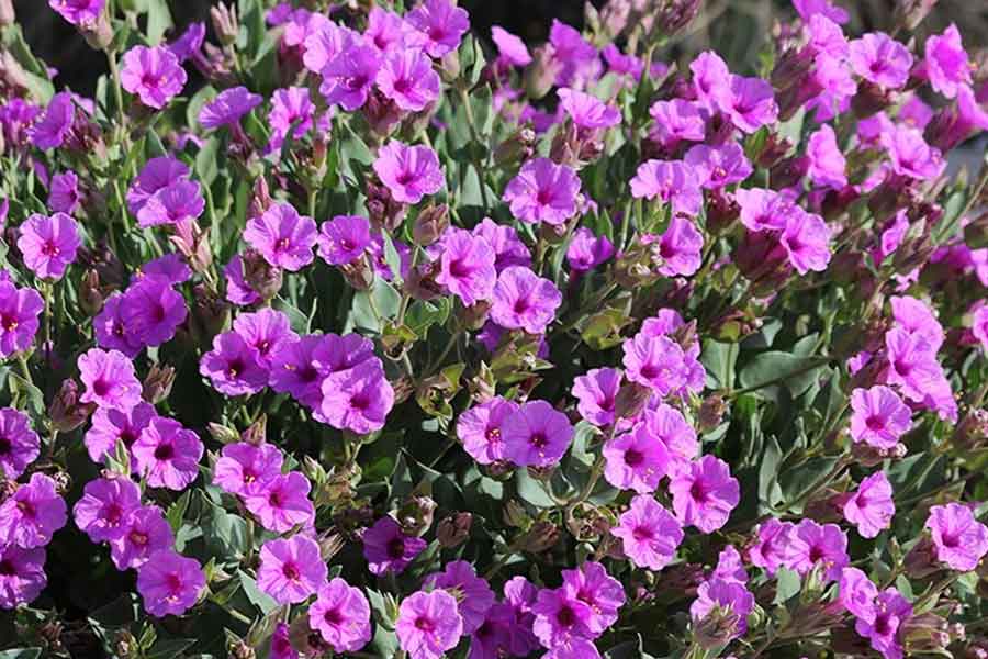 native bush full of purple flowers