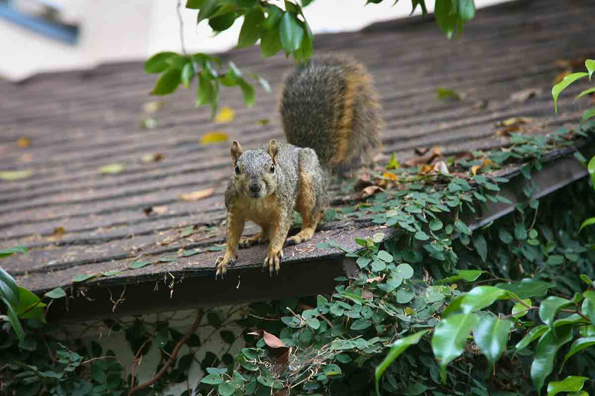 close-up of squirrel on roof