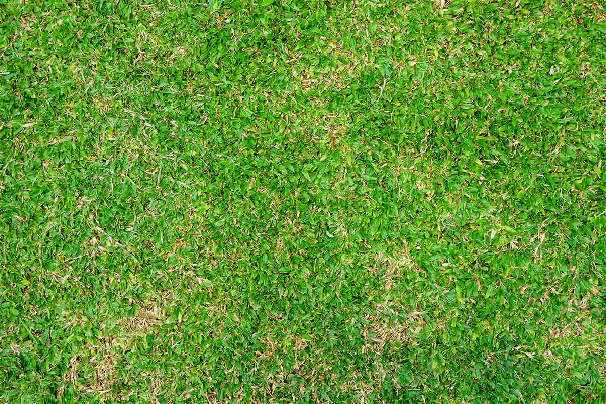 Close-up image of green Bermuda grass