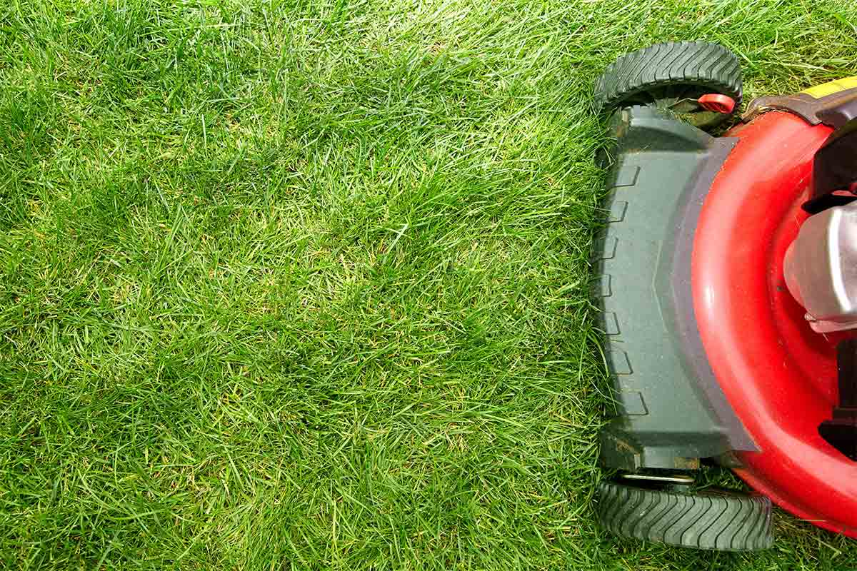 picture of red lawn mower on green grass