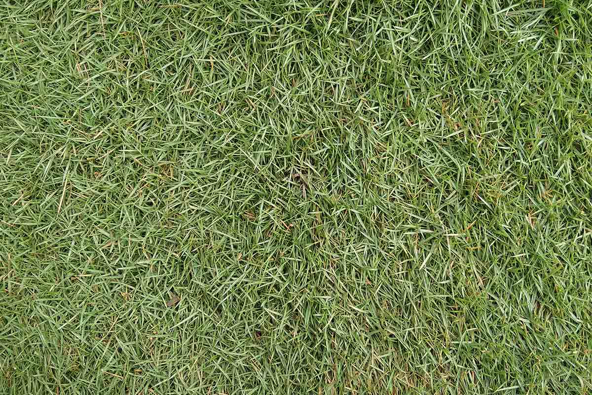 Close-up image of Zoysia japonica, a variety of Zoysia grass