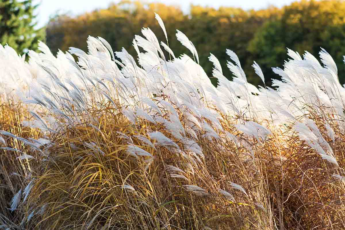 landscpape with wind resistant plants