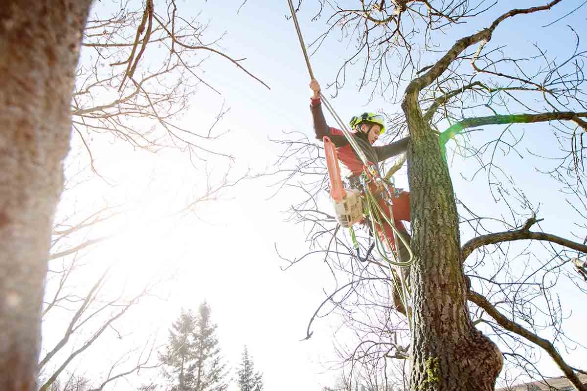 professional arborist removing dead tree