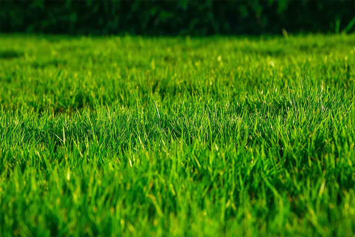 Close-up-image-of-green-grass-lawn