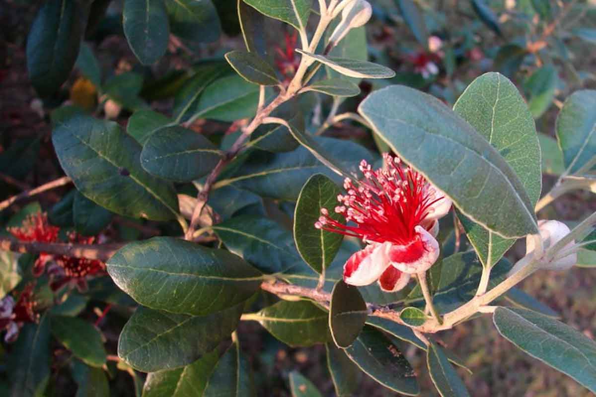 blooming pineapple guava plant