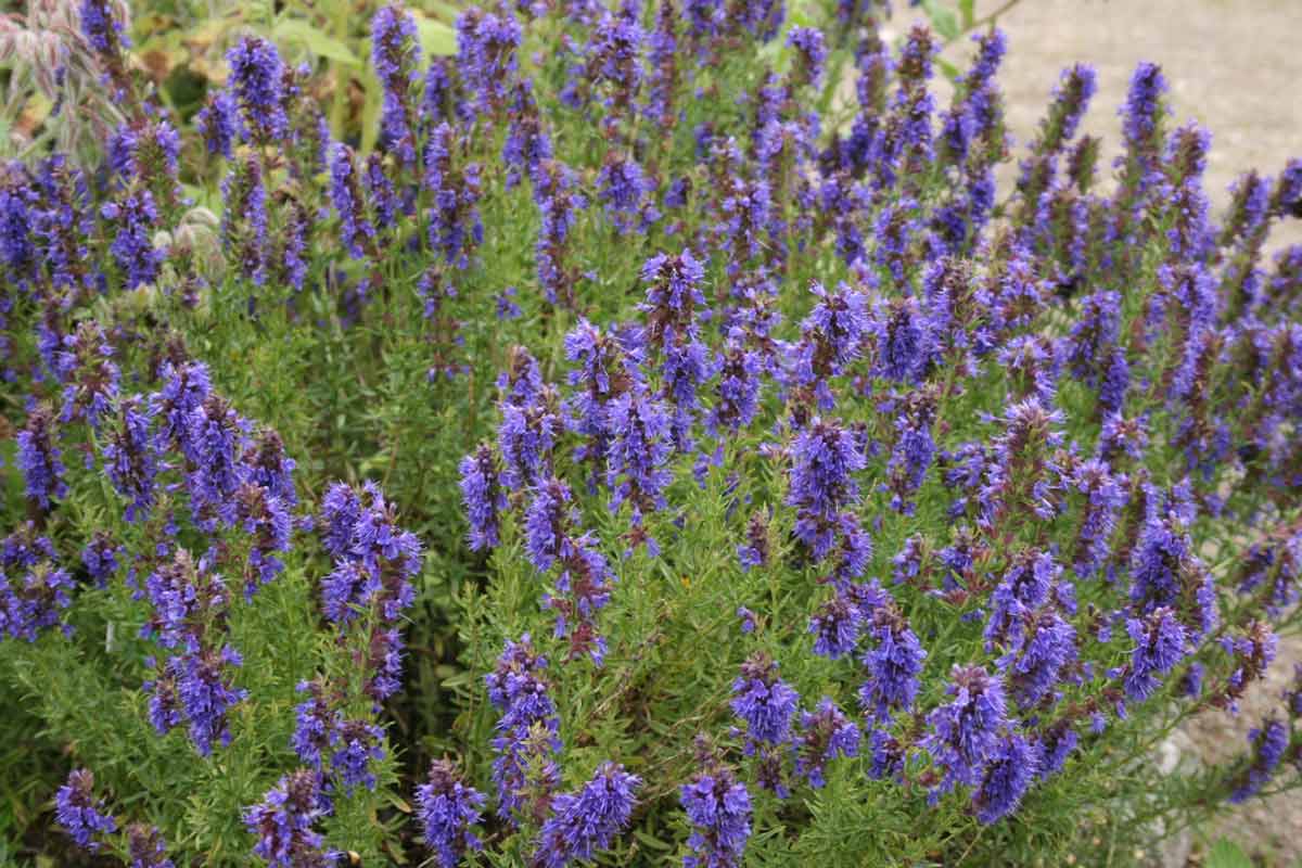 mature hyssop officinalis plant in bloom