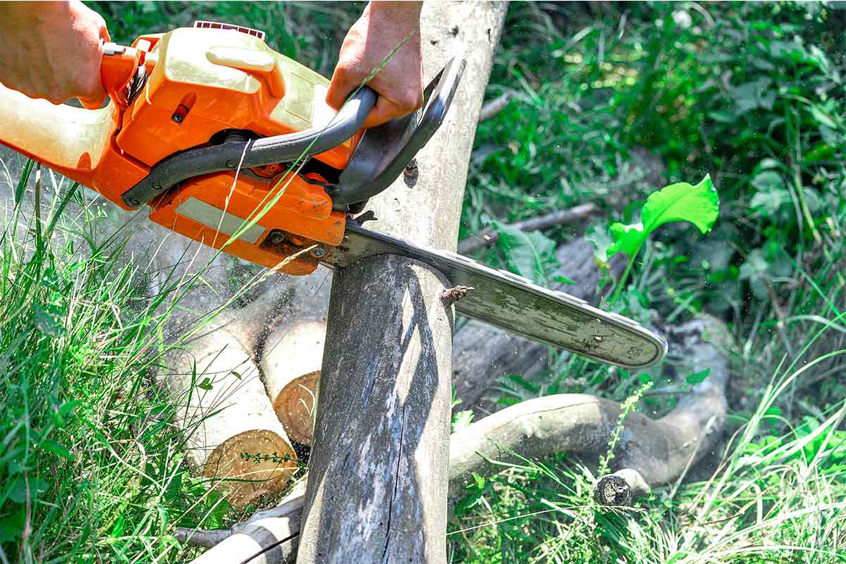 professional arborist cutting a fallen tree with a chainsaw