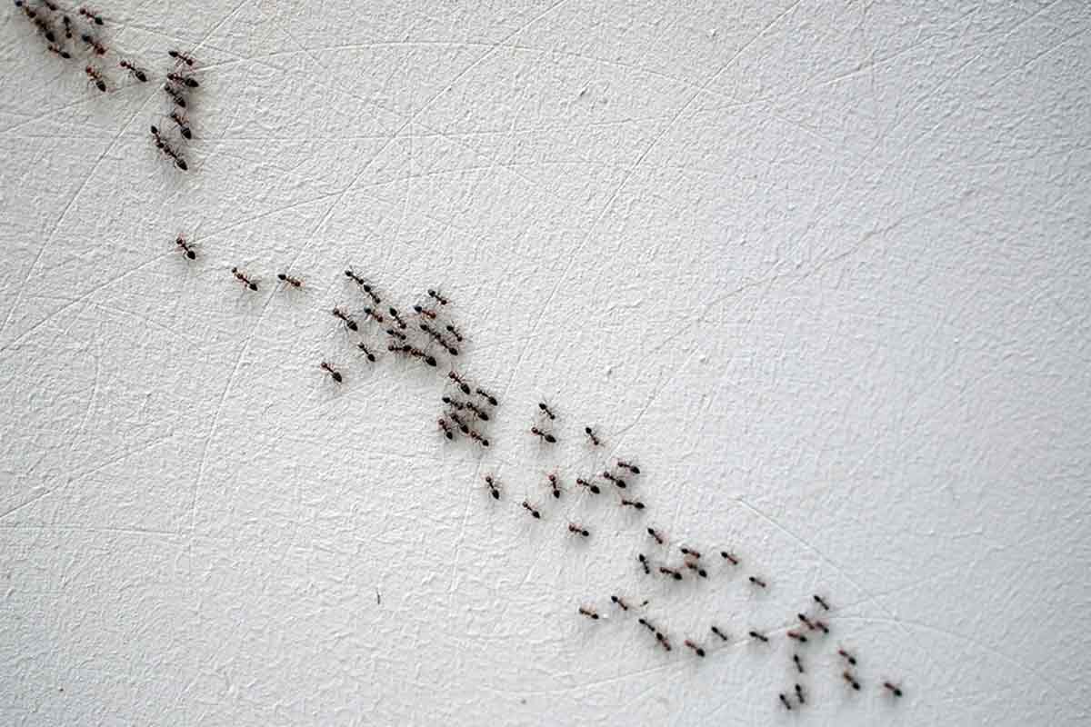 line of ants on a white wall