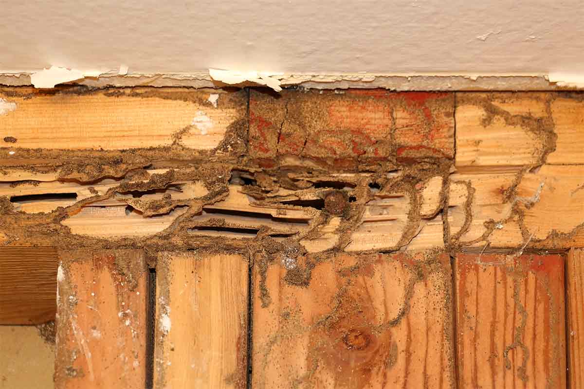 termite damage on wall studs