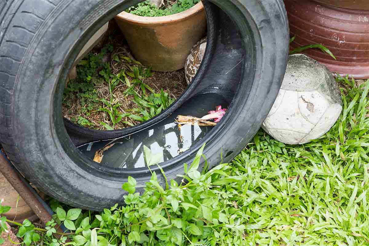 used tire filled with standing water used as a breeding ground for mosquitoes