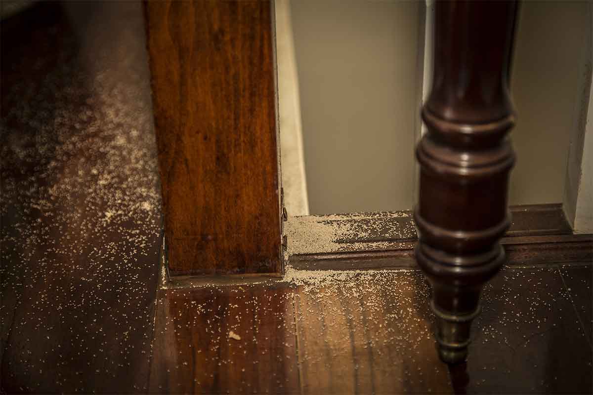 indoor termite damage