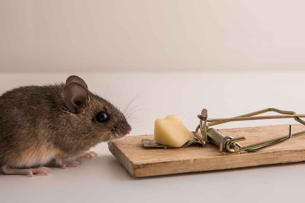 mouse and trap with cheese