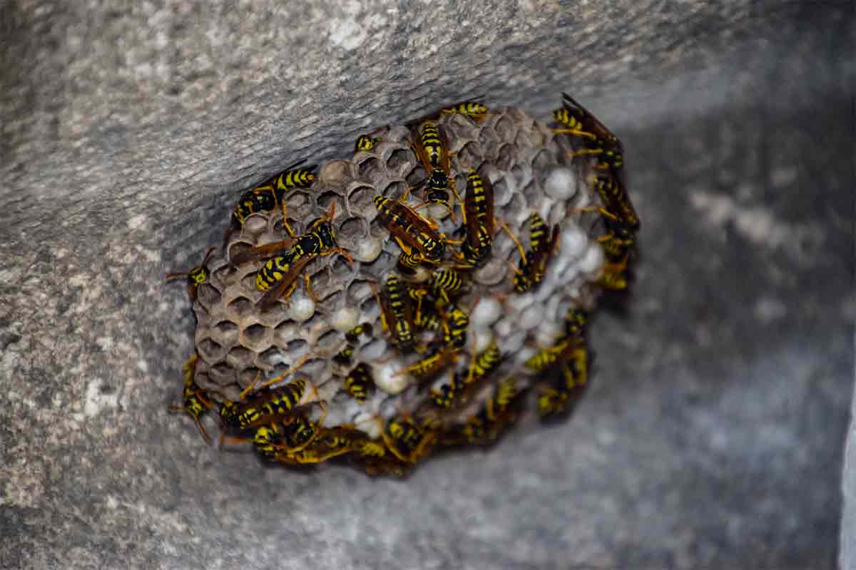 wasp nest