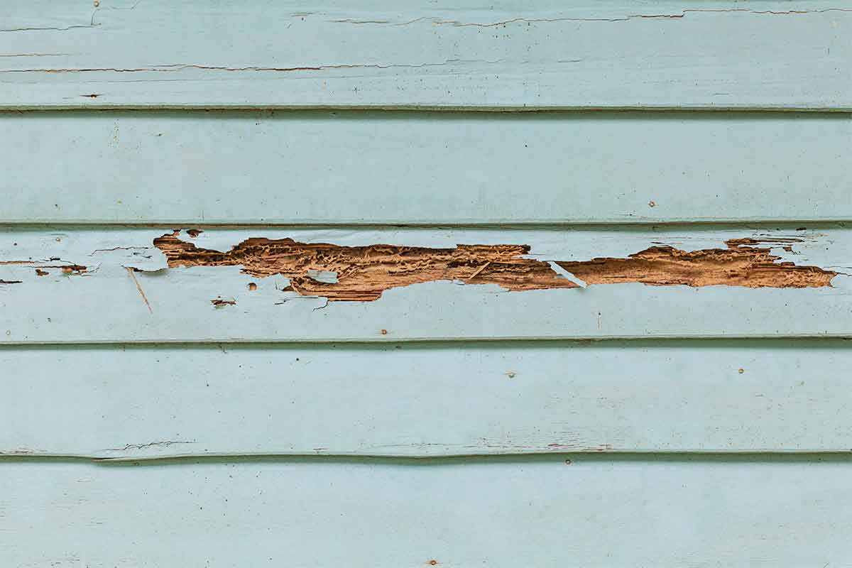 painted wood siding that has been damaged