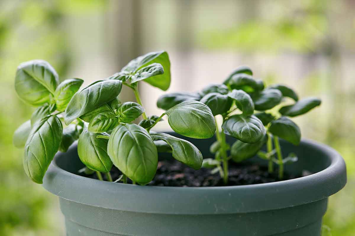 basil plant in container