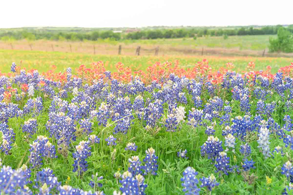 field of bluebonnets and indian paintbrushes