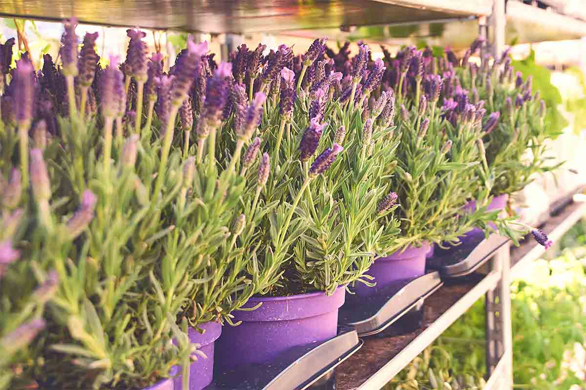 lavender plants in pots