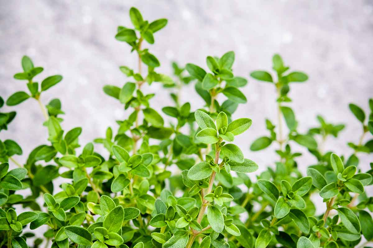 close-up photo of lemon thyme leaves