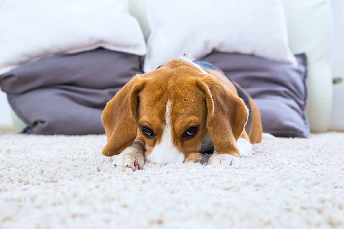 dog laying on carpet