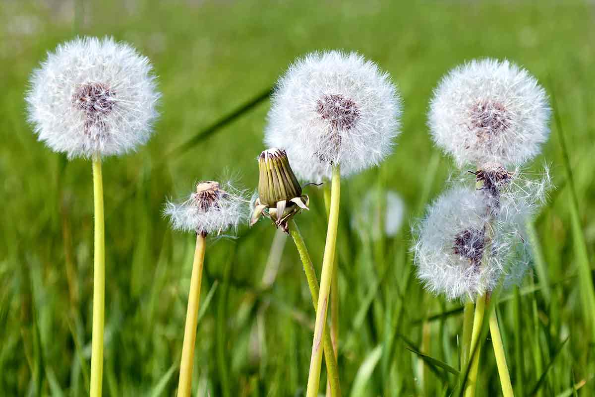 dandilions in lawn