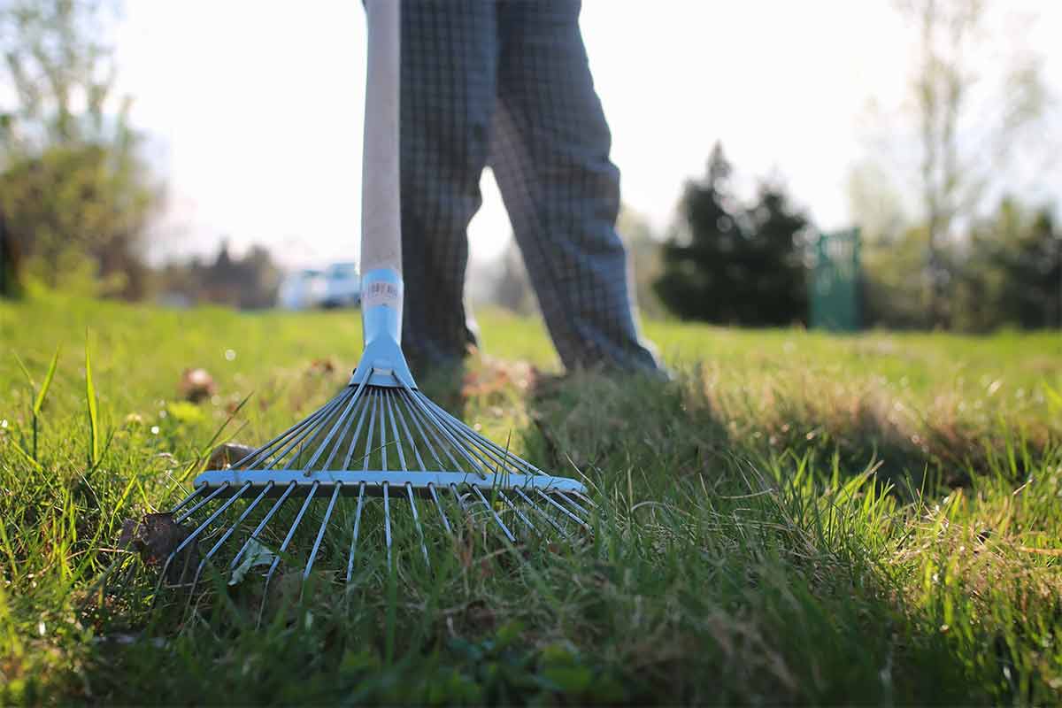 man dethatching lawn