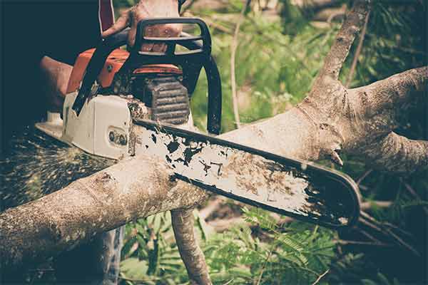 man cuts tree with chainsaw