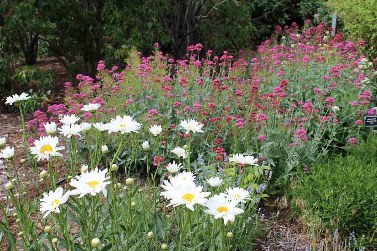 drought-resistant flowers and grasses