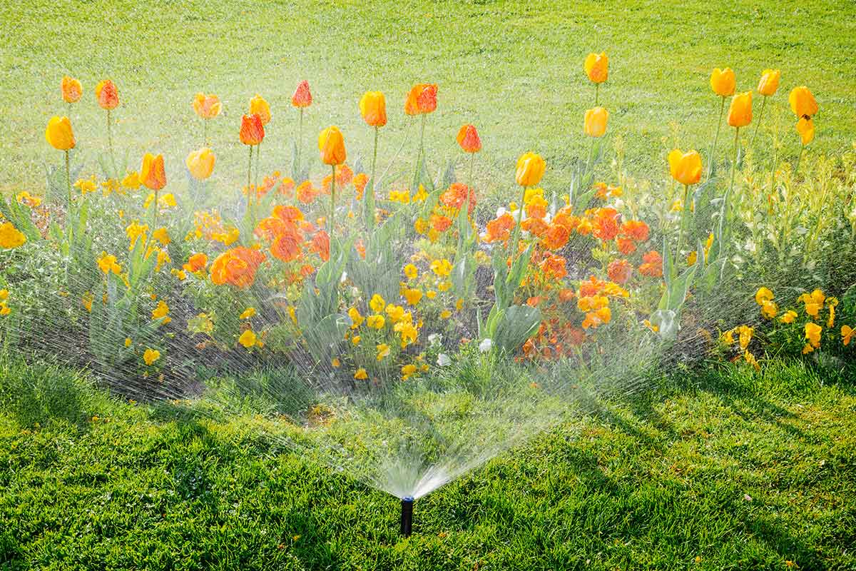 sprinkler watering grass and tulips in yard