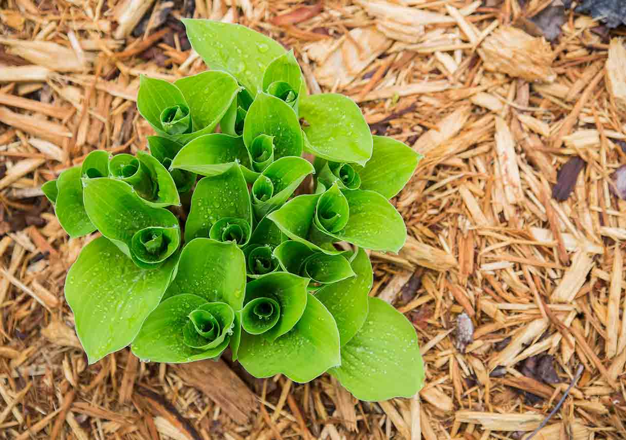 birds eye view of leaves freshly sprouted through a layer of mulch