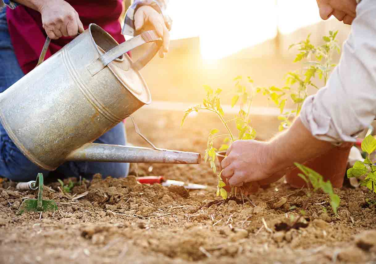 couple planting and watering seedlings in a garden