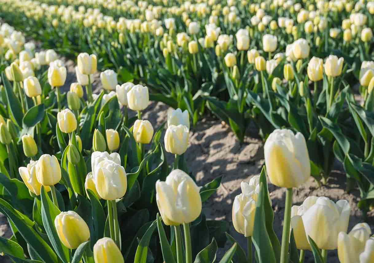 Field of cream tulips