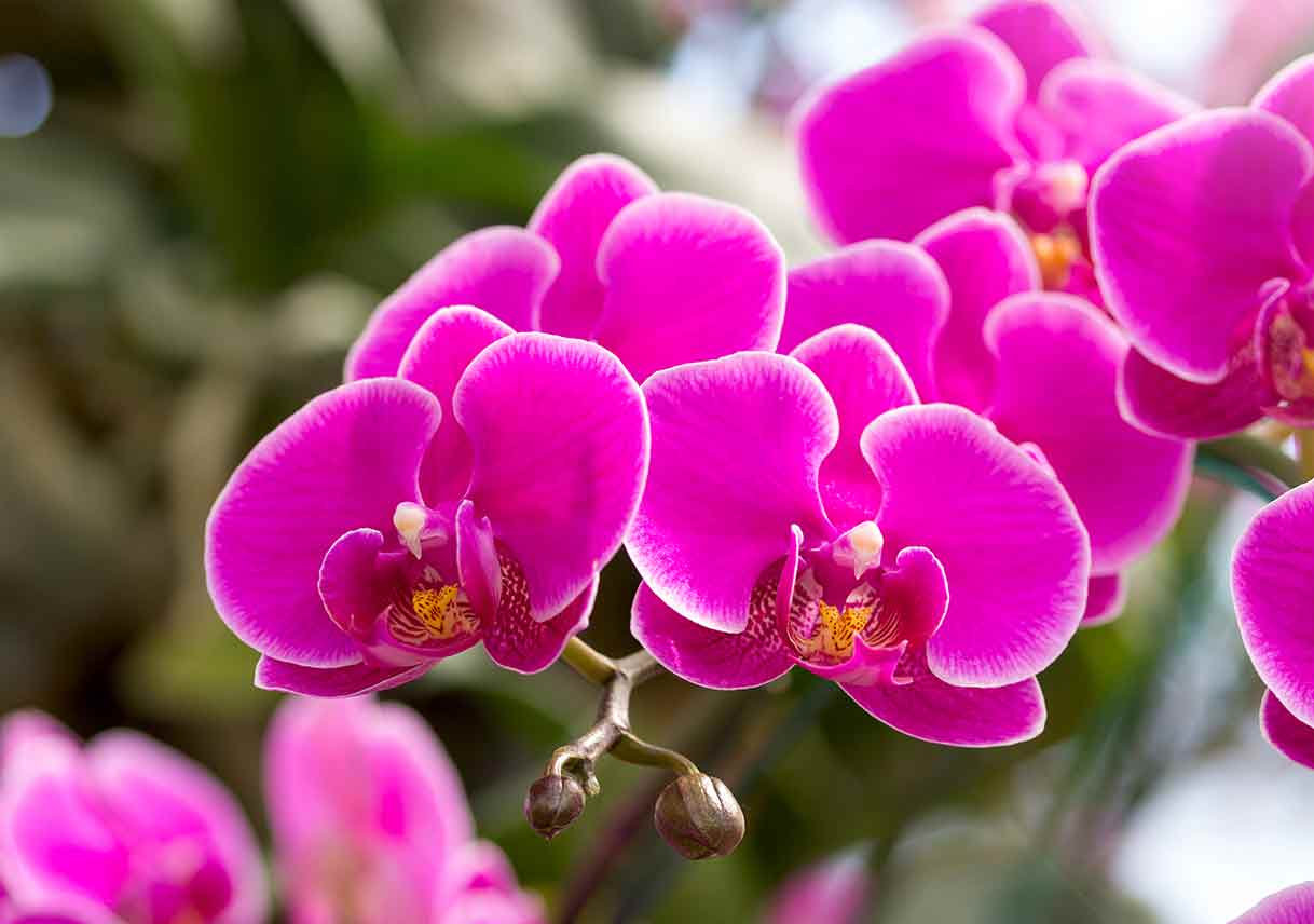 Pink orchids in garden