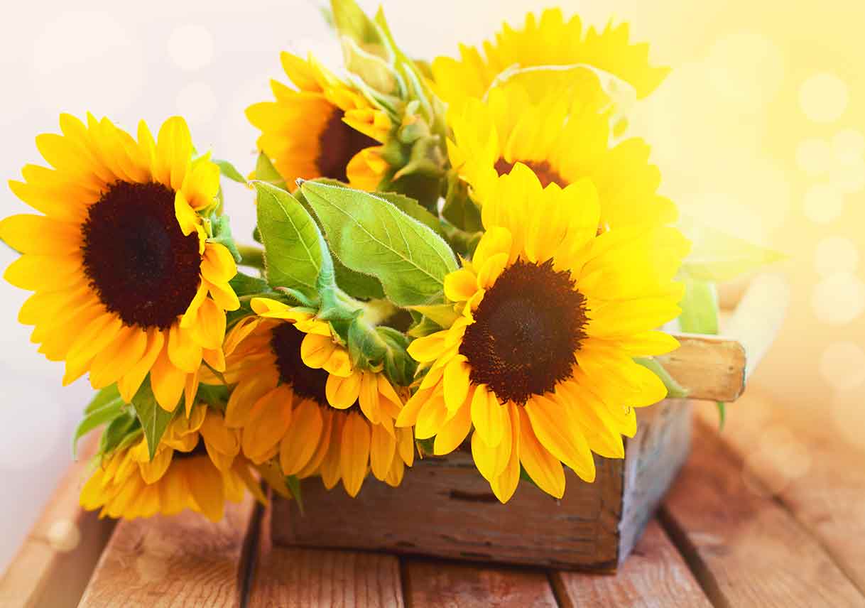 Sunflowers in wooden planter