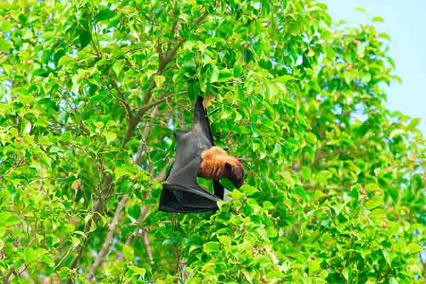 bat hanging from a tree