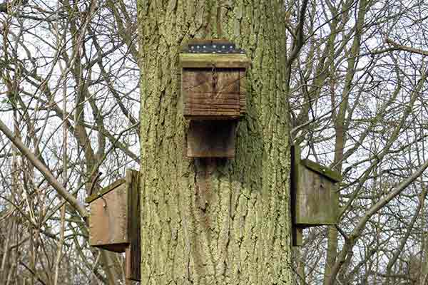 three bat boxes attached to a tree trunk