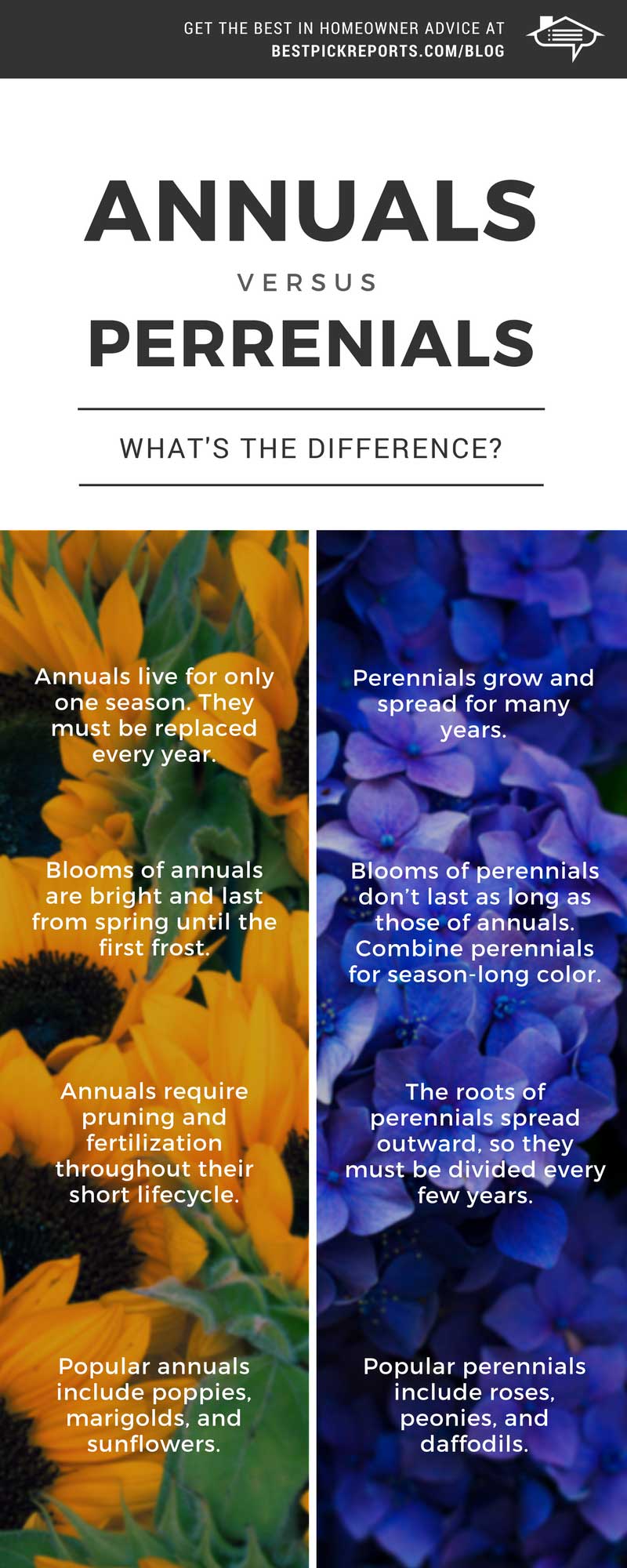 Difference between annuals and perrenials infographic