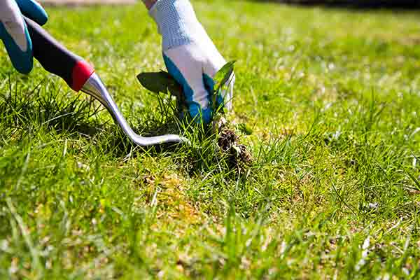 hand pulling weeds out of grass