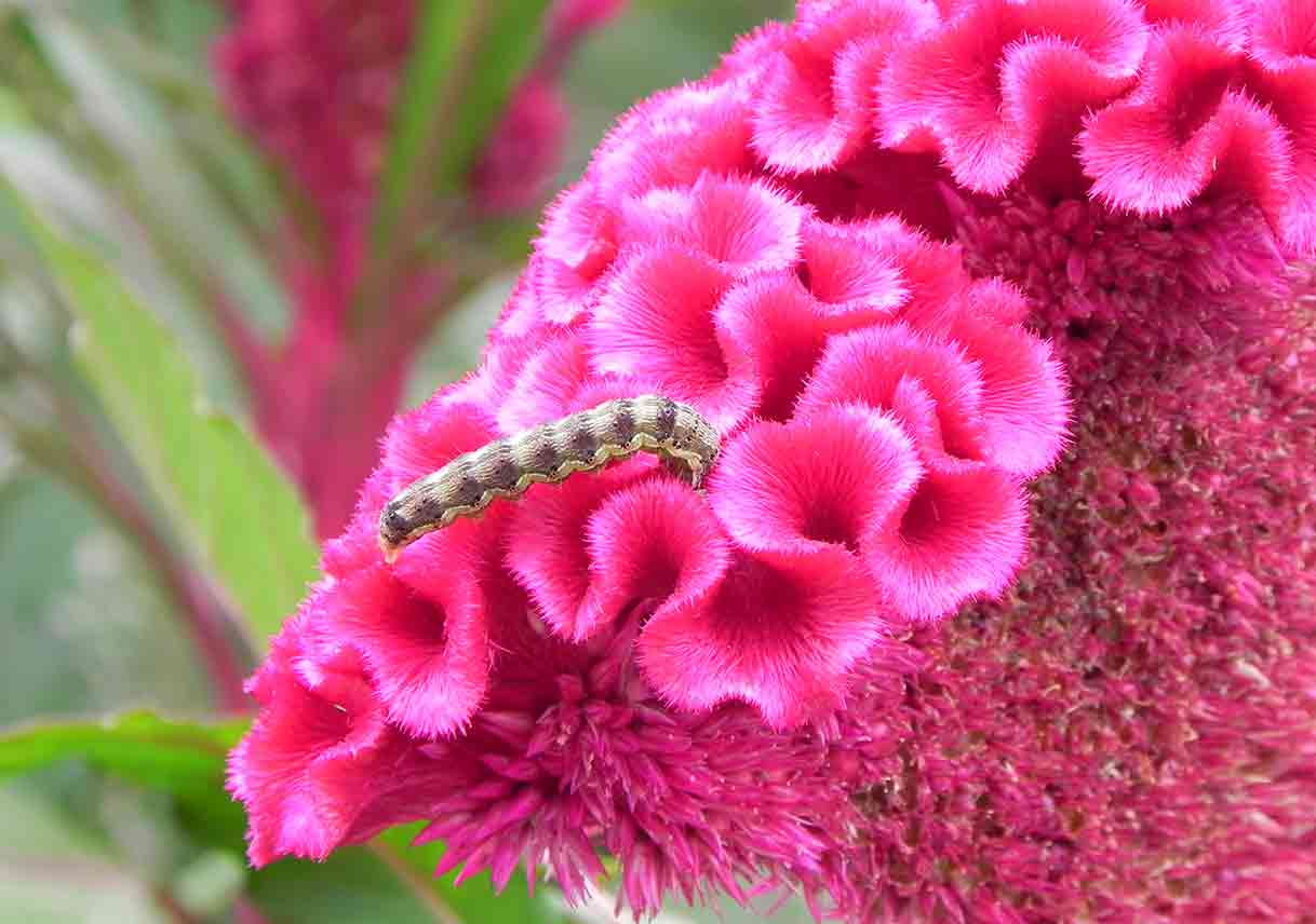 caterpiller on pink flowers