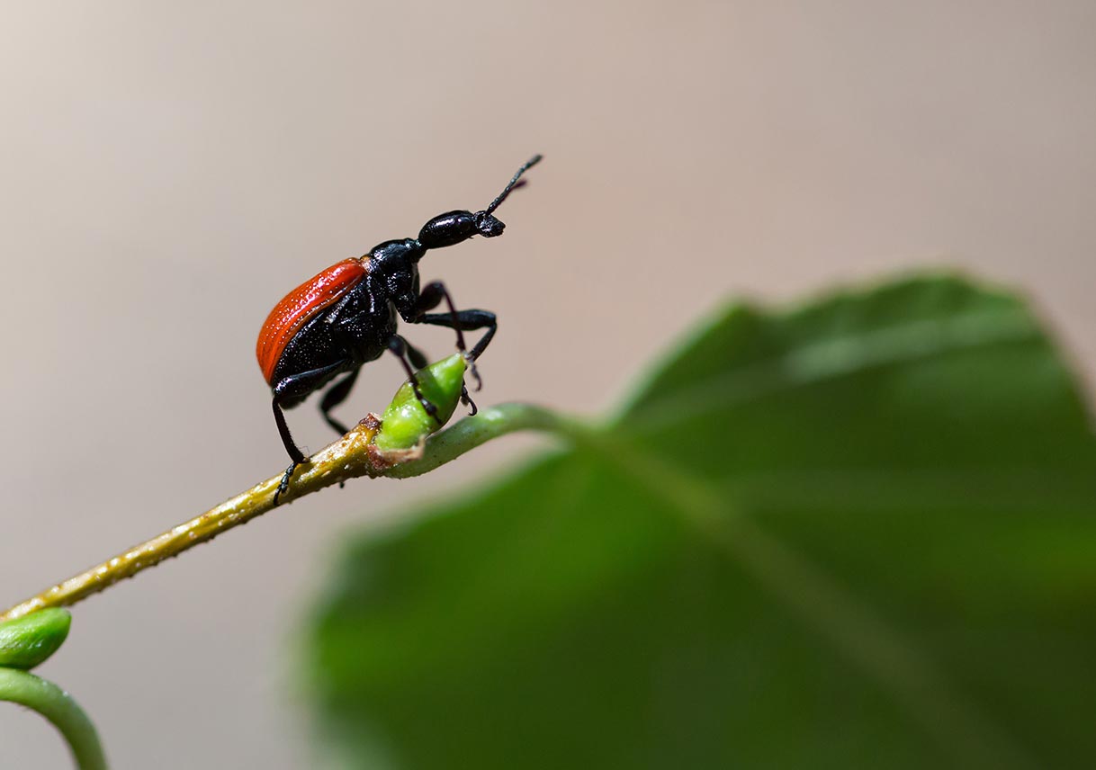 closeup of a beetle walnut weevil on a leaf