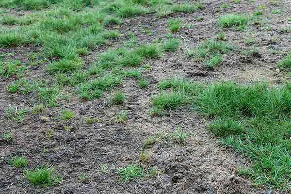 lawn with patches of dead grass