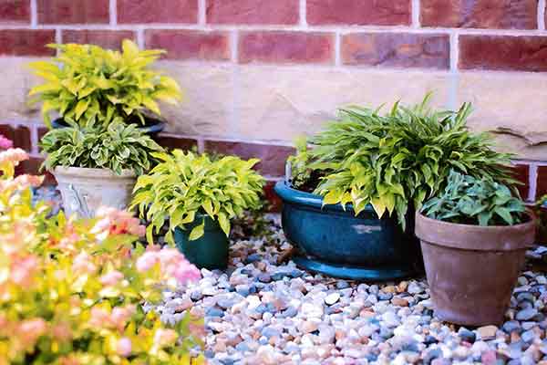 potted plants against a brick wall