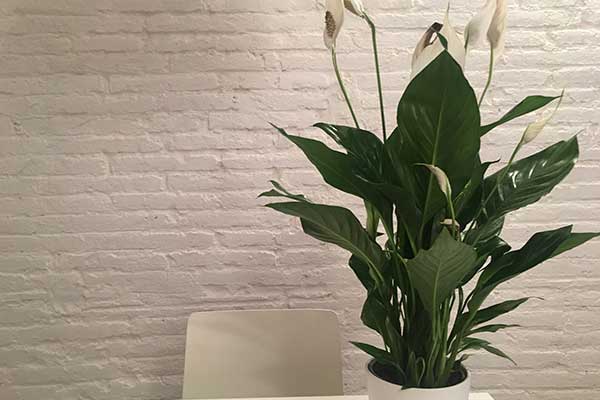 potted green indoor plant against white background