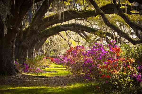 Oak trees and blooming flowers with Spanish moss