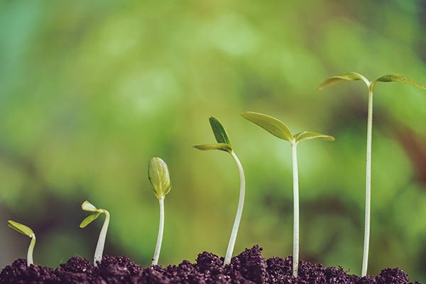 small plants at progressing growth stages