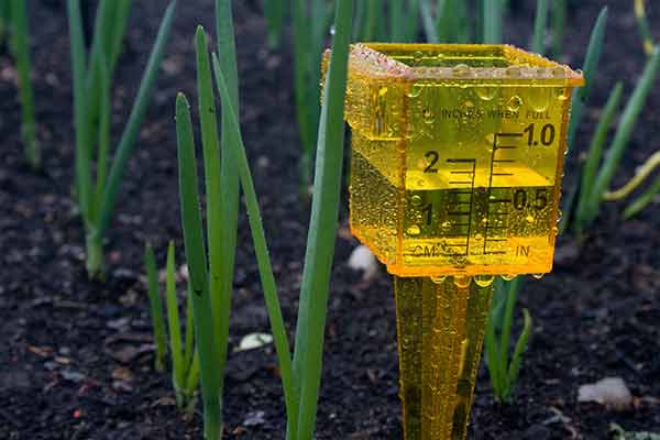 yellow plastic rain gauge in garden